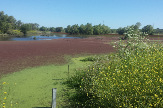 shallow lake covered in aquatic vegetation