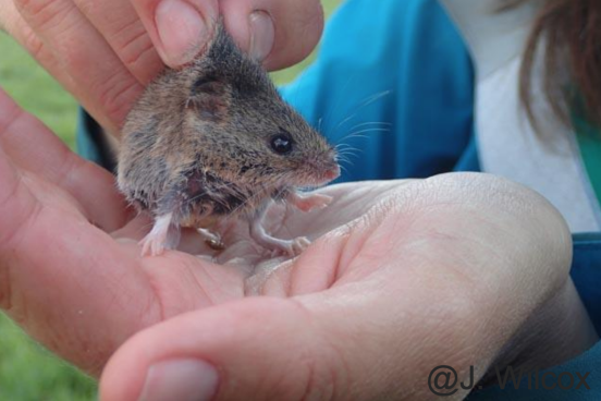 Student holding harvest mouse