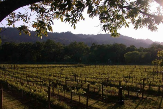A field with grape vines