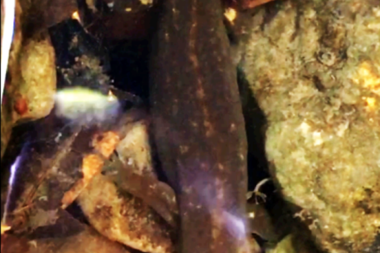 Giant salamander in creek