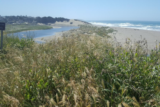 Coastal vegetation, with Salmon Creek and the Pacific Ocean in the distance