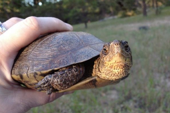 Western pond turtle