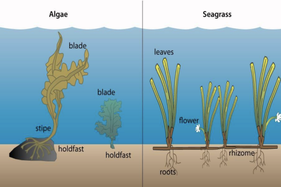 graphic of algae and seagrass