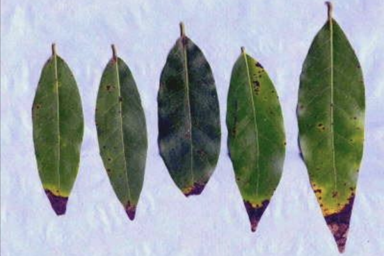 California bay laurel leaves with brown tips
