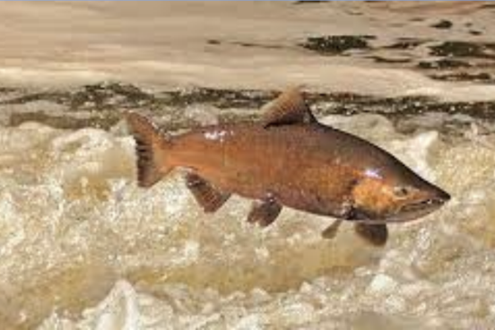 A Chinook salmon leaps out of turbulent water