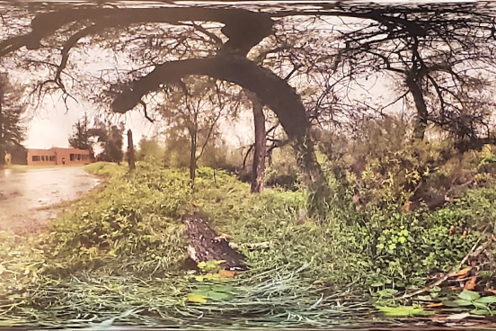 360 photo of creek and tree