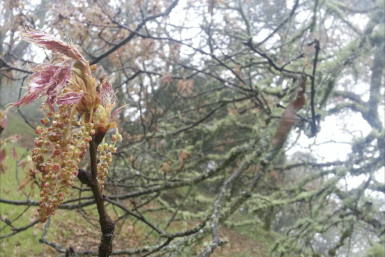 black out leaves and flowers emerging