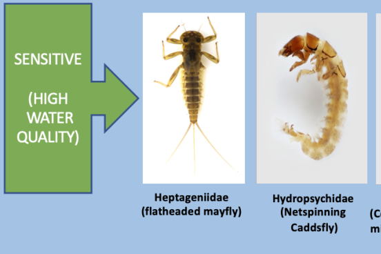 Insects sensitive to water quality