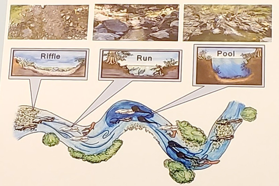 diagram of riffle, run and pool