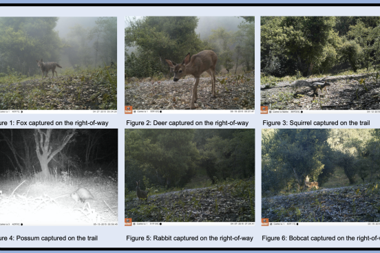 trail camera images
