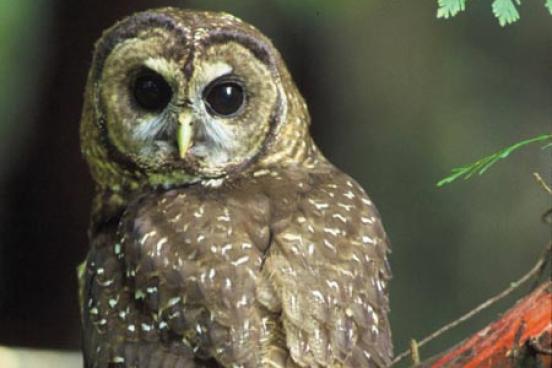 Spotted Owl