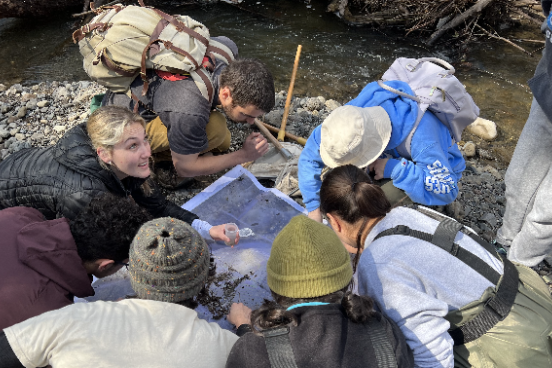 students look at insects next to a creek
