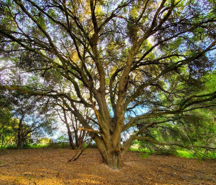 Oak tree