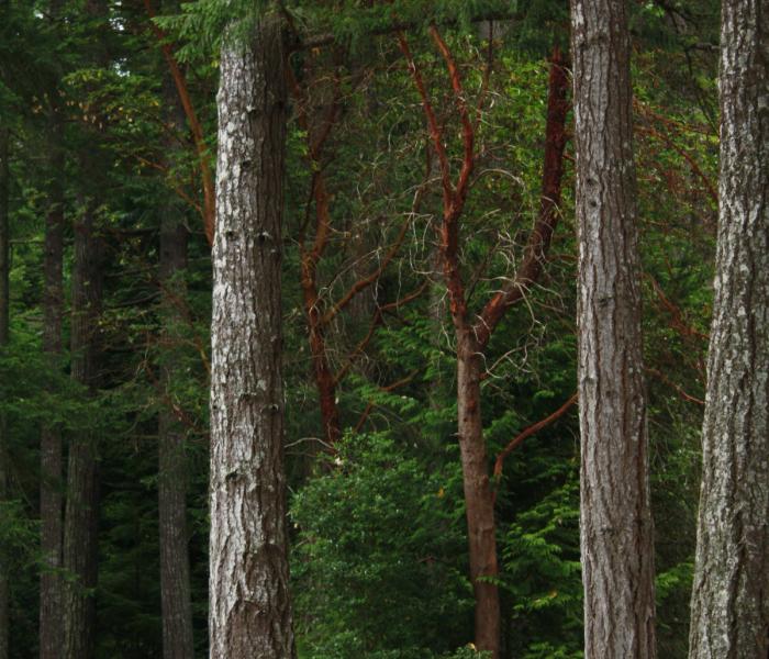 picture of douglas fir forest