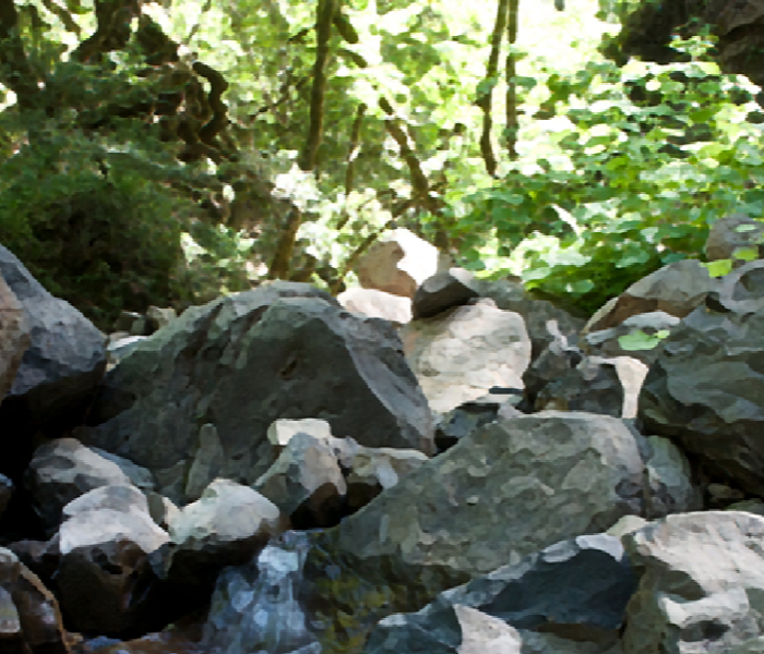 creek bed with boulders and trees