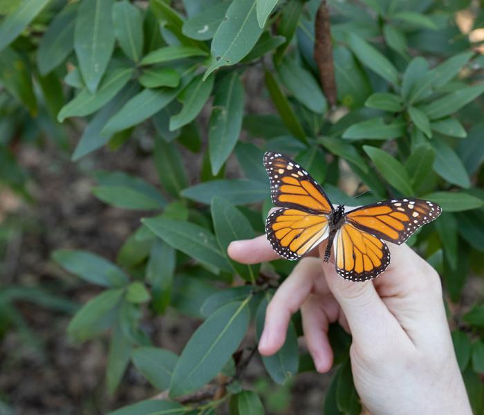 butterfly on hand