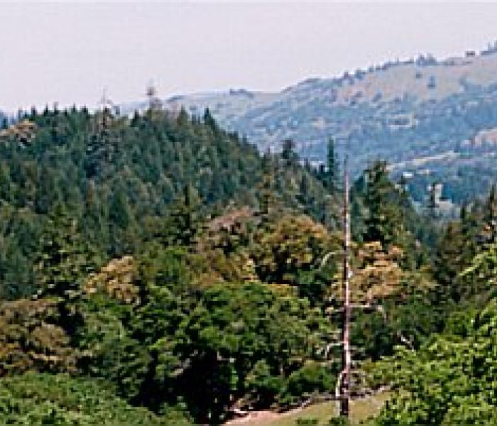 landscape of meadows, Douglas Fir and oak trees