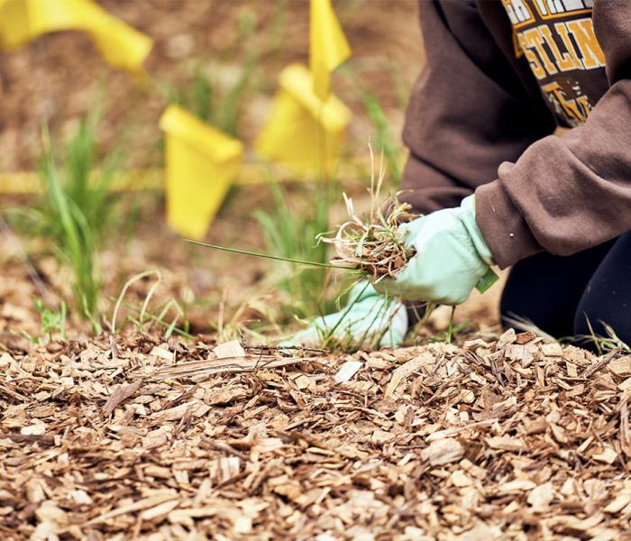 Planting flags in SSU Native Plant Garden