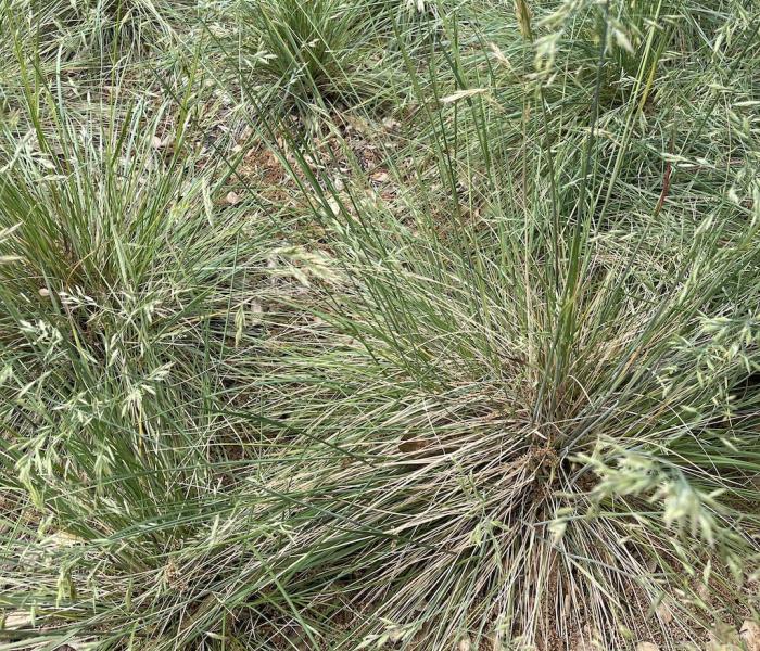 Native grasses in California