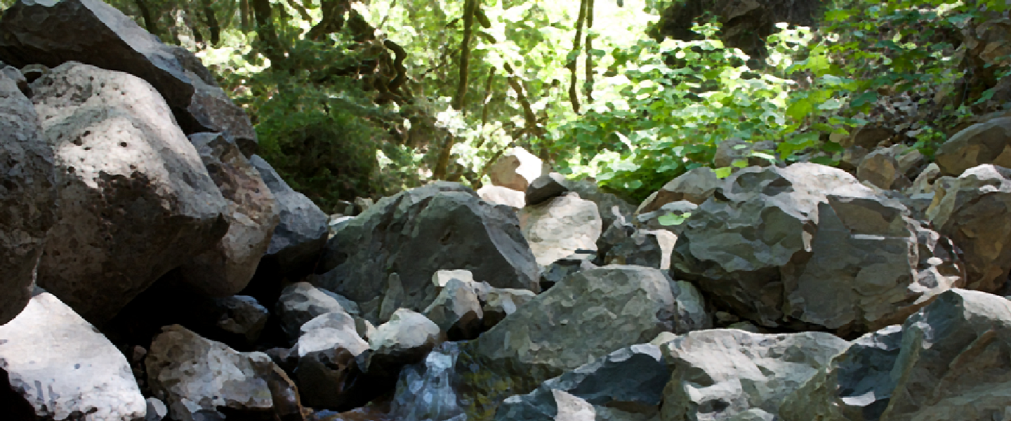 creek bed with boulders and trees