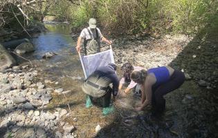 Students collecting Macroinvertebrate samples along Copeland Creek