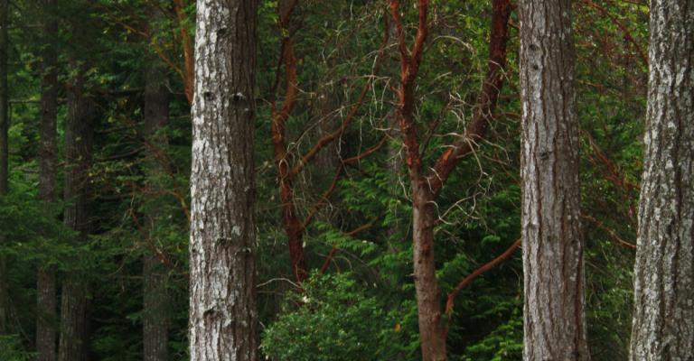 picture of douglas fir forest