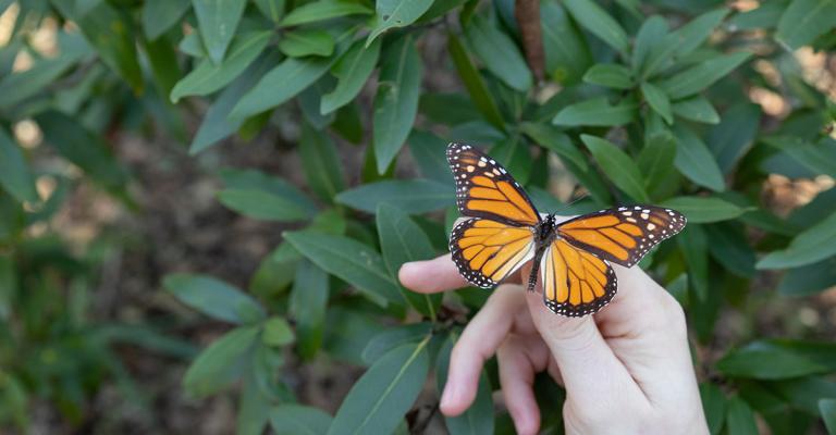 butterfly on hand