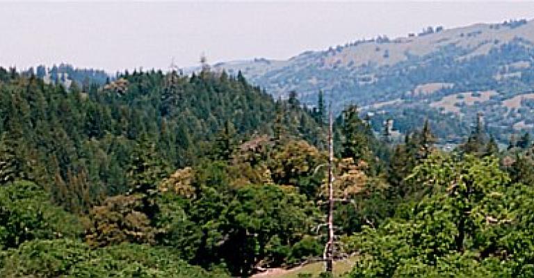 landscape of meadows, Douglas Fir and oak trees
