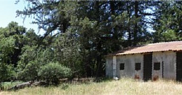 Banner - Los Guillicos