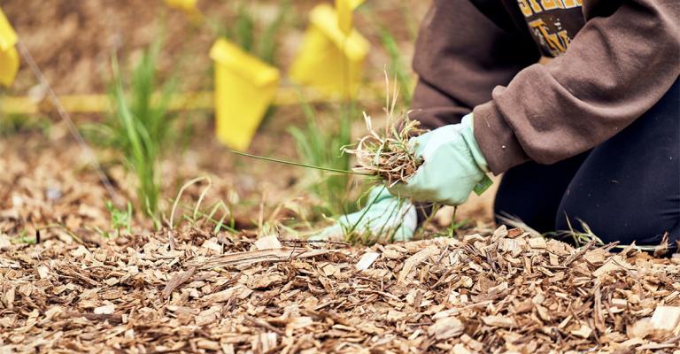 Planting flags in SSU Native Plant Garden