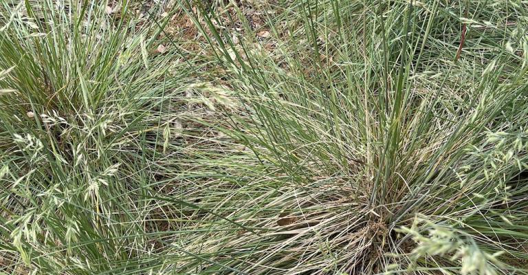 Native grasses in California