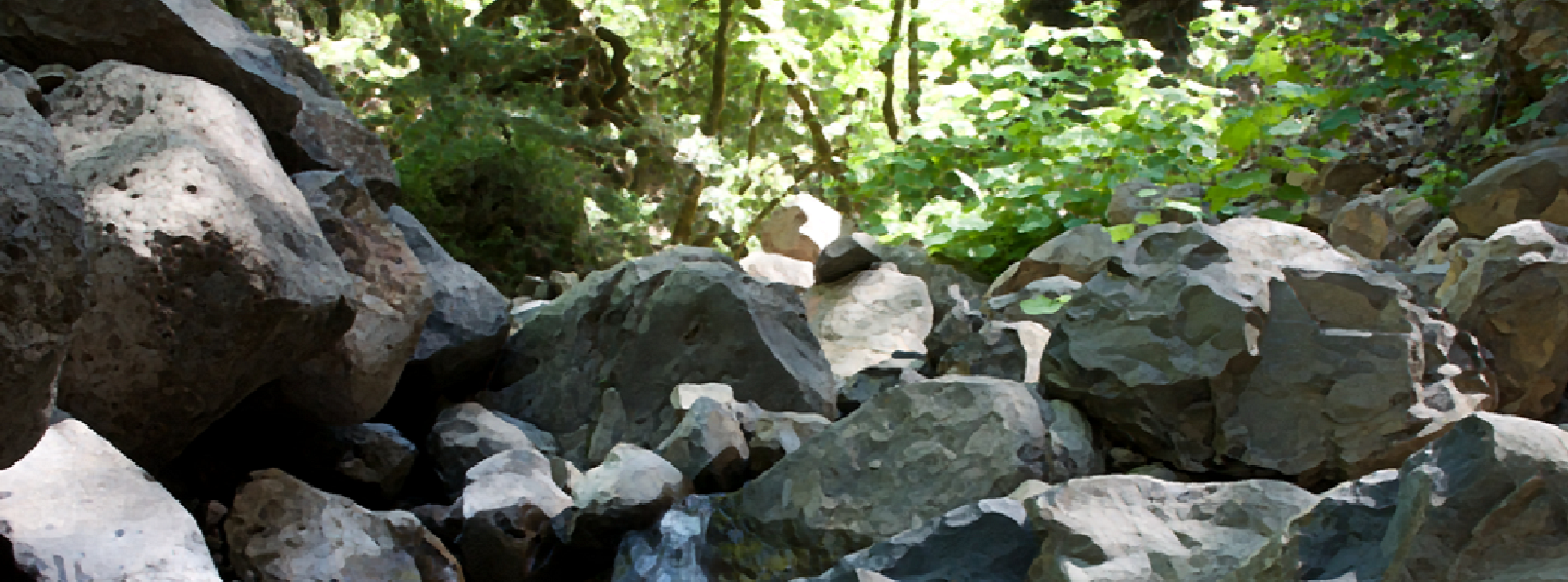 creek bed with boulders and trees