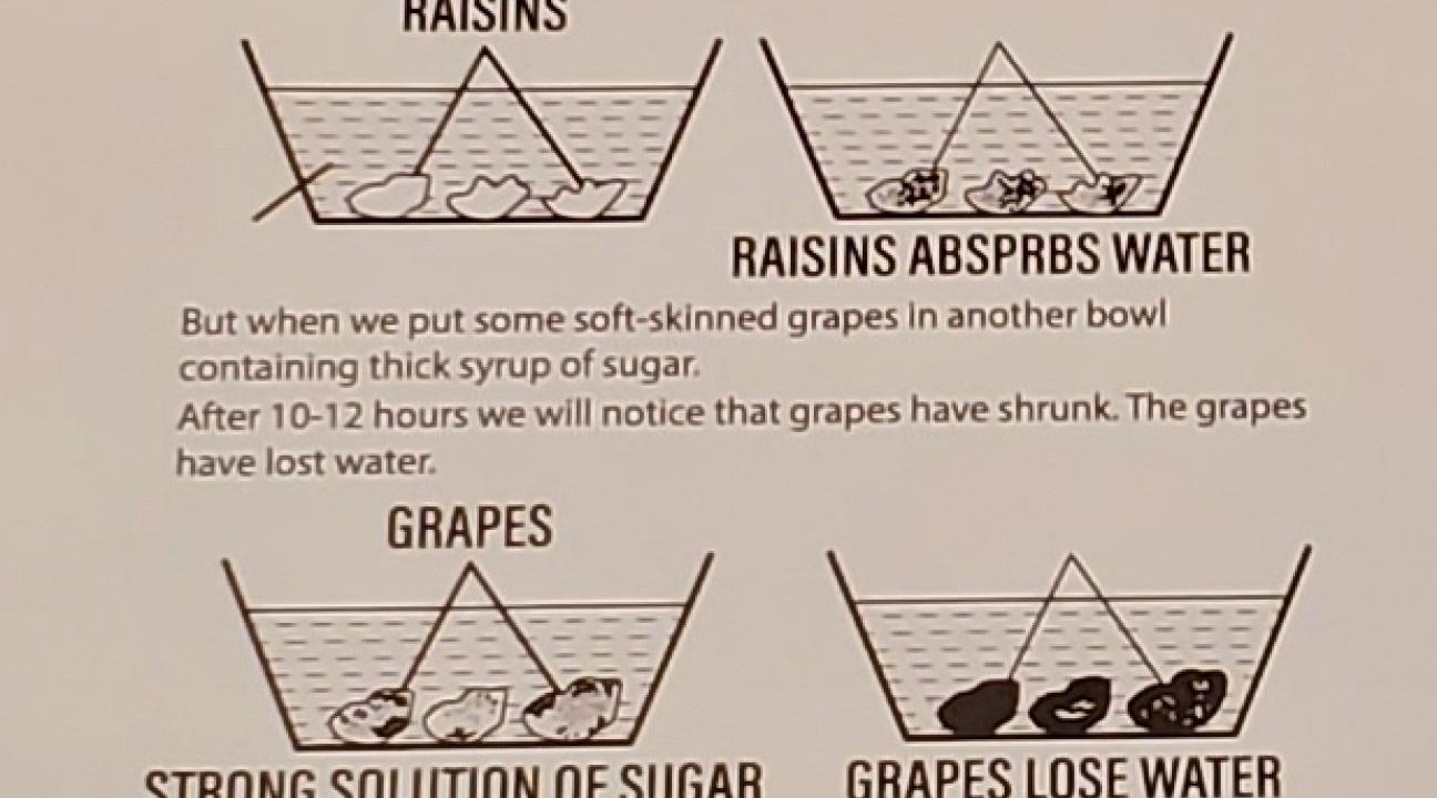 diagram of raisins in different solutions