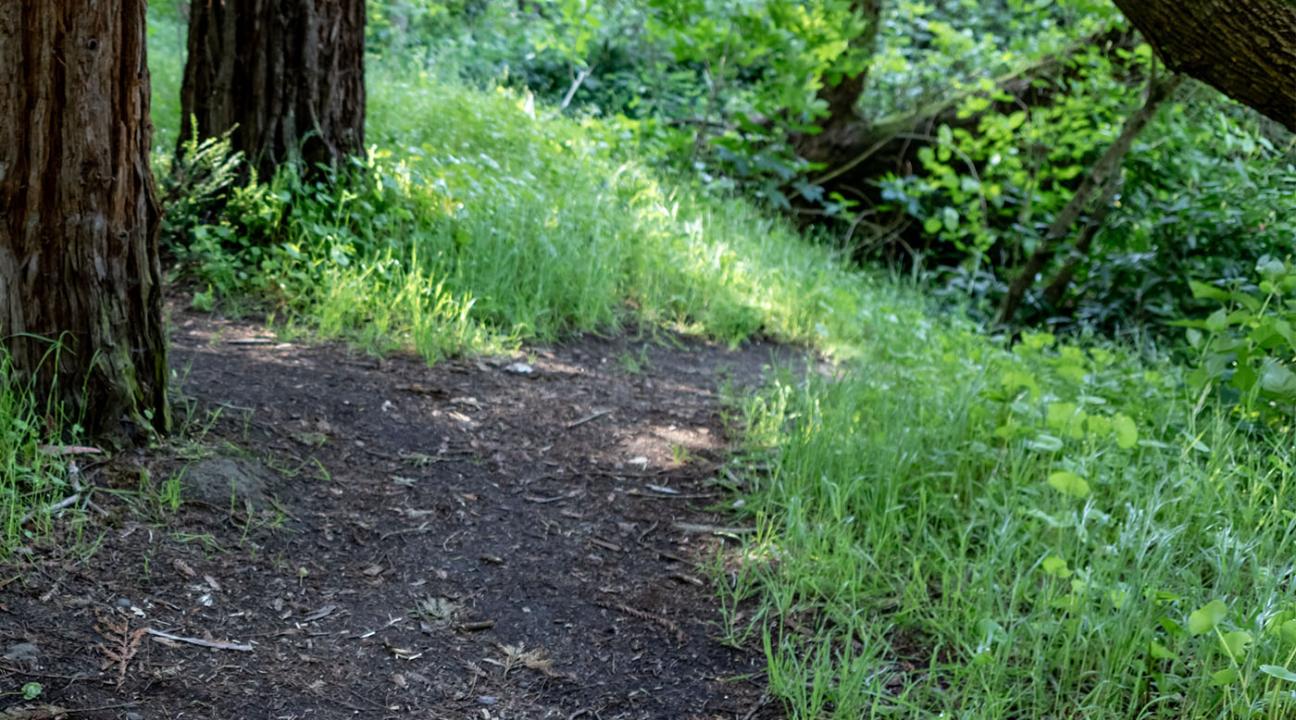 SSU Campus Nature Corridor
