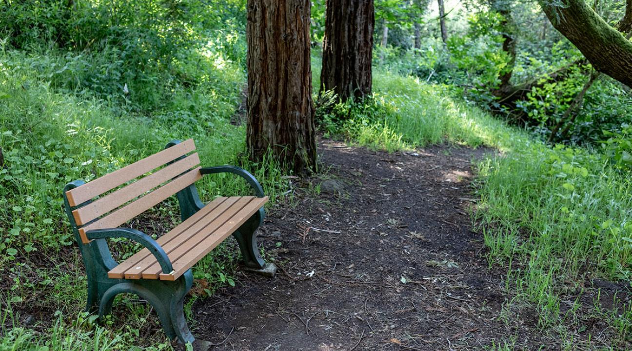 SSU Campus Nature Corridor