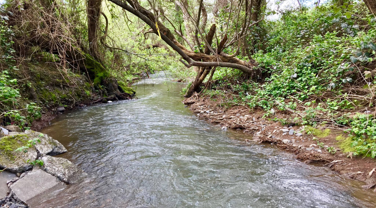 Copeland Creek on SSU Campus