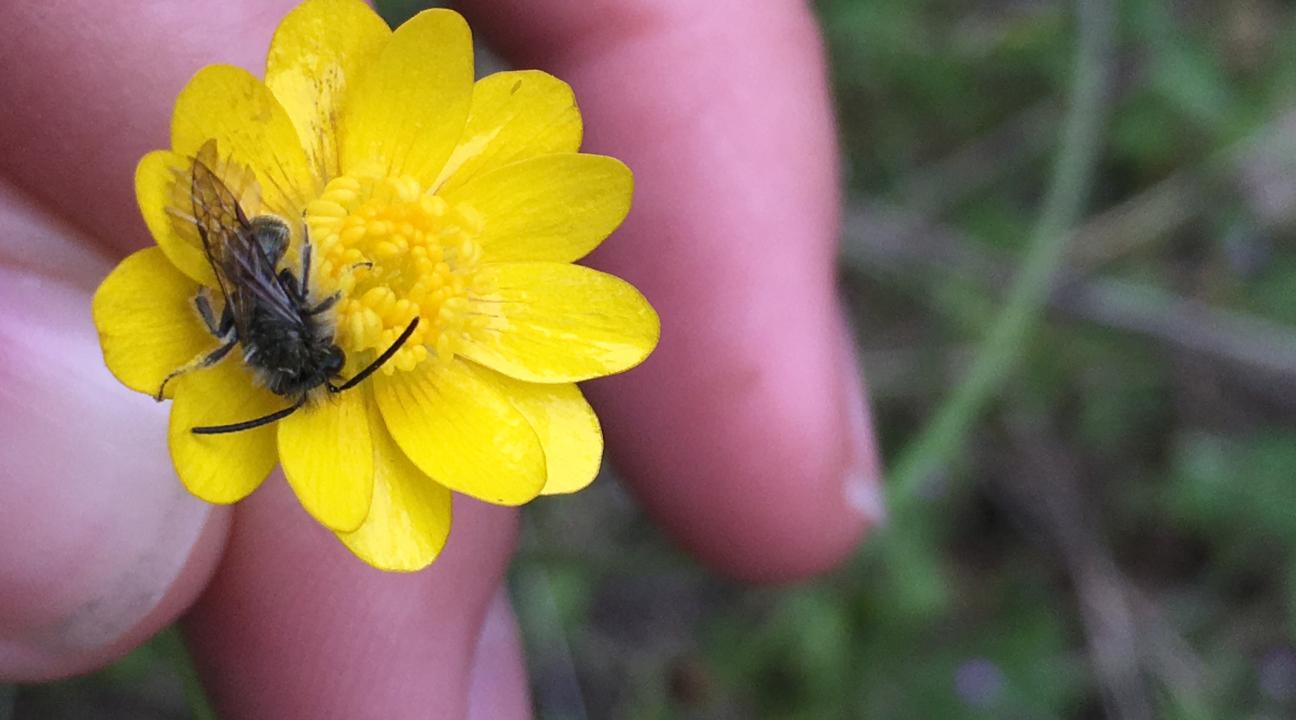 native bee on buttercup with fingers