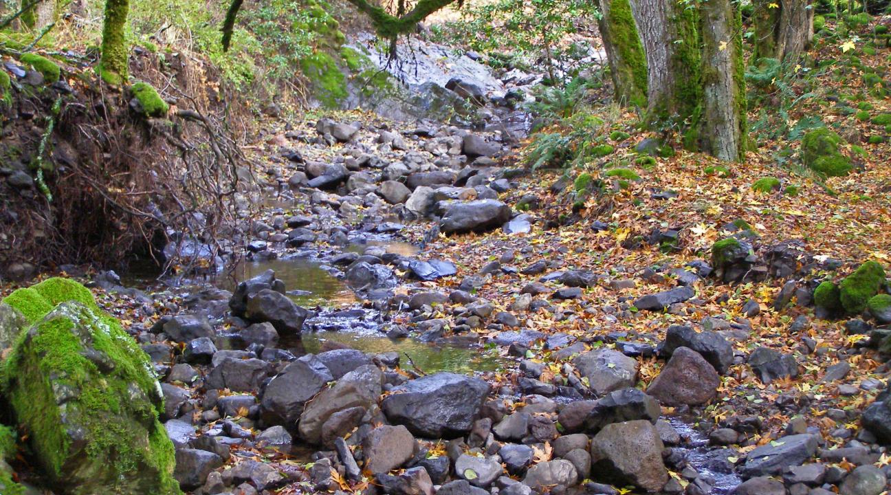 Rocky creek bed in forest