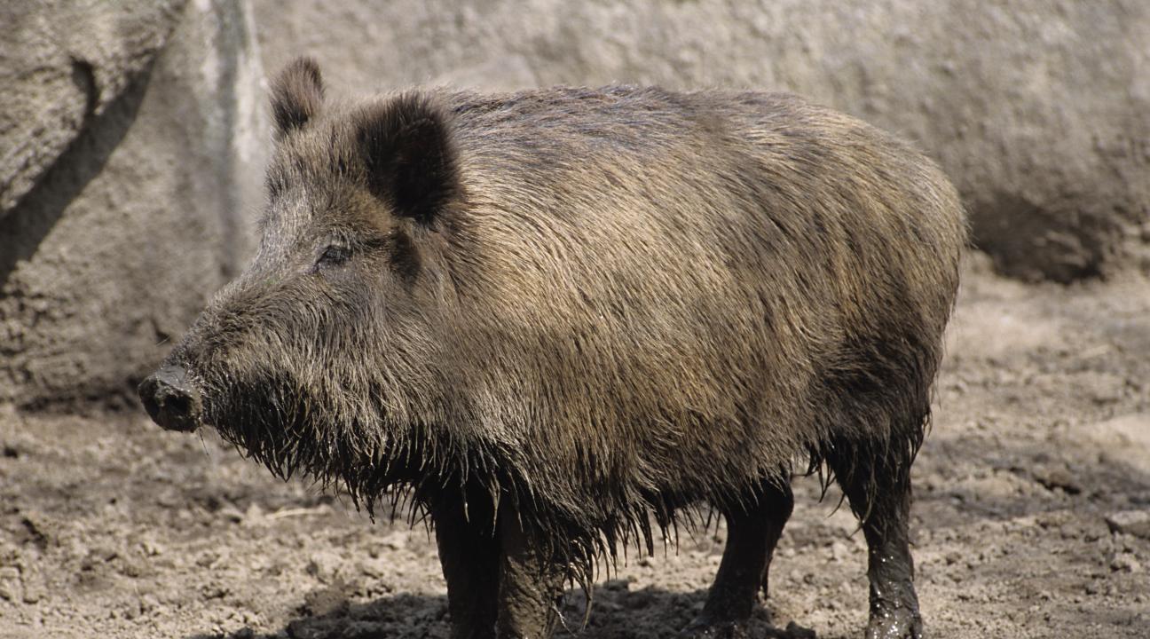 Wild Boar
