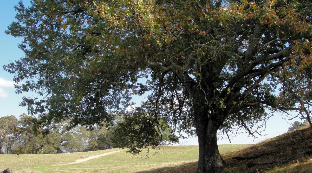 California black oak tree
