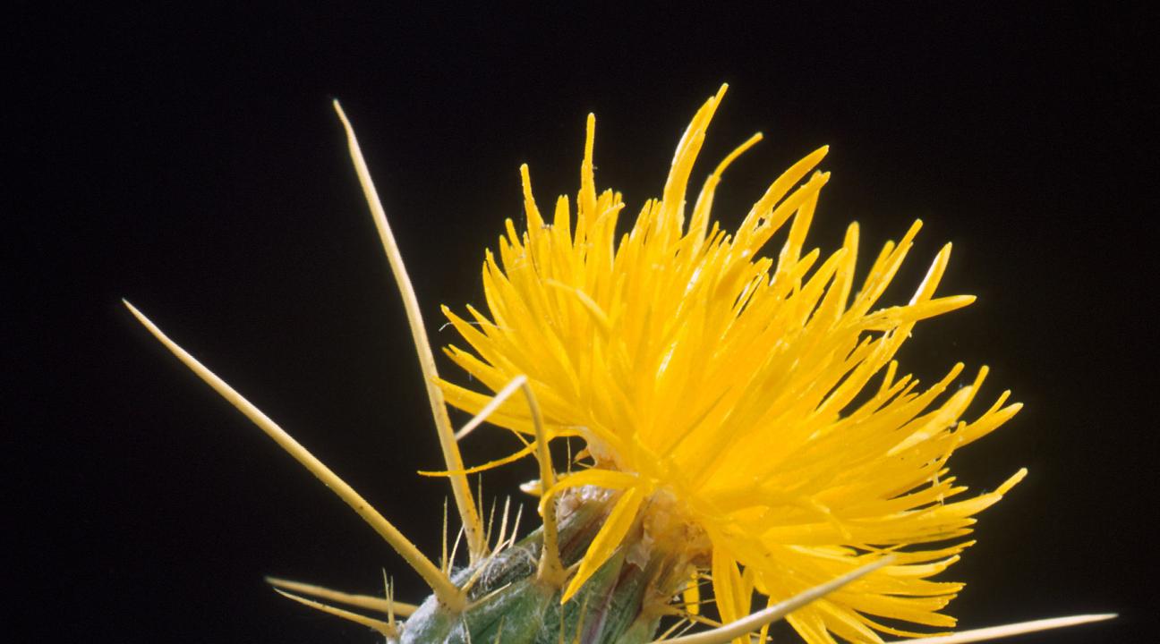 Yellow flower