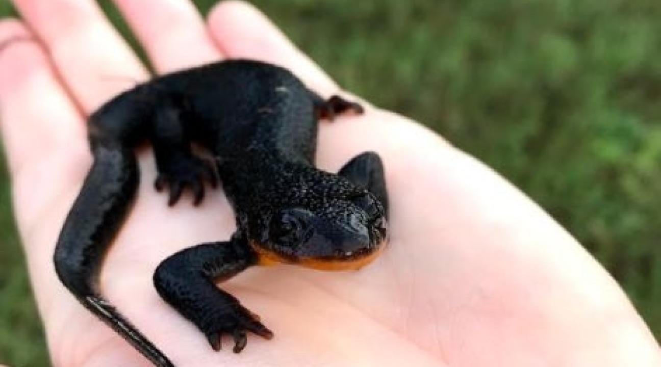 newt on student's hand