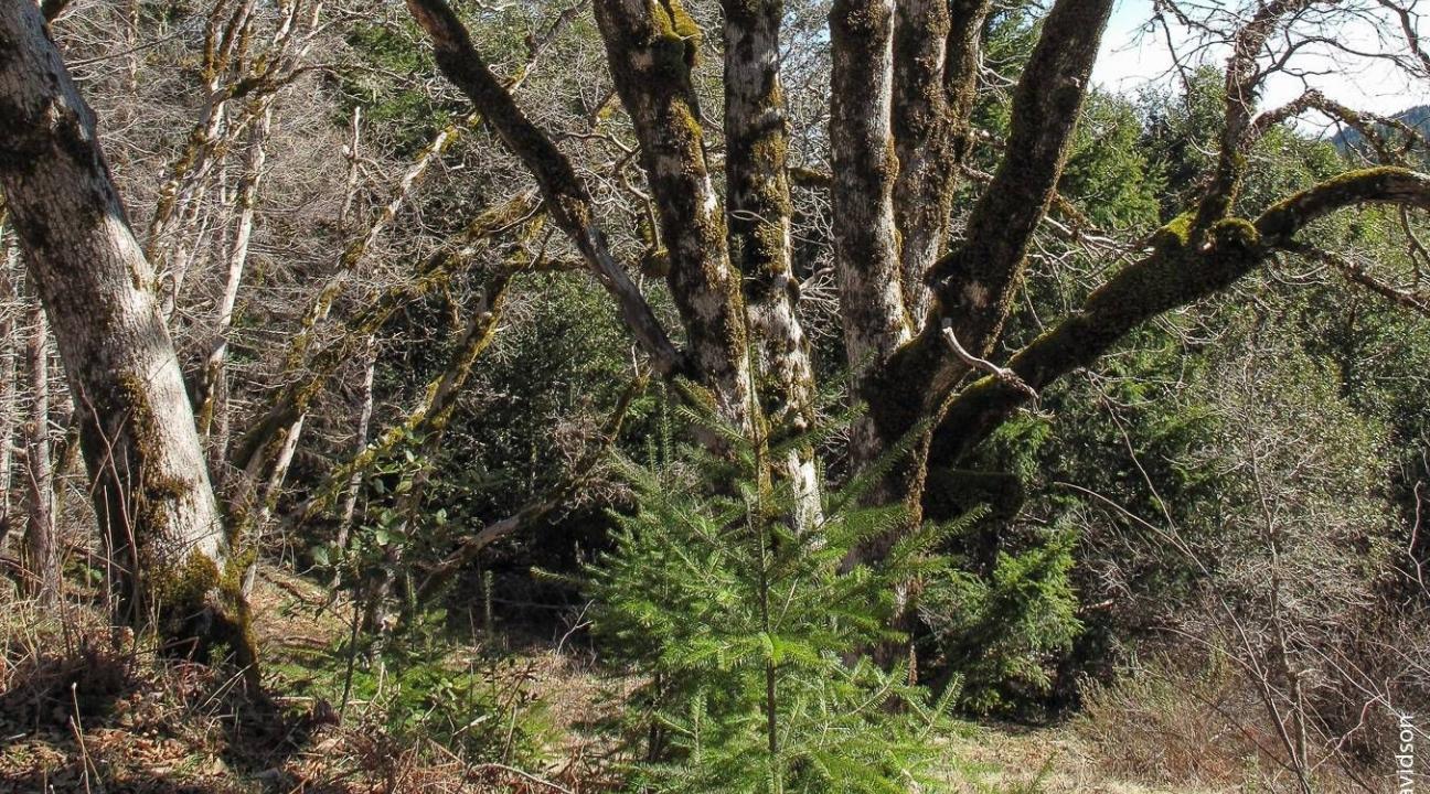 young douglas fir under oak tree