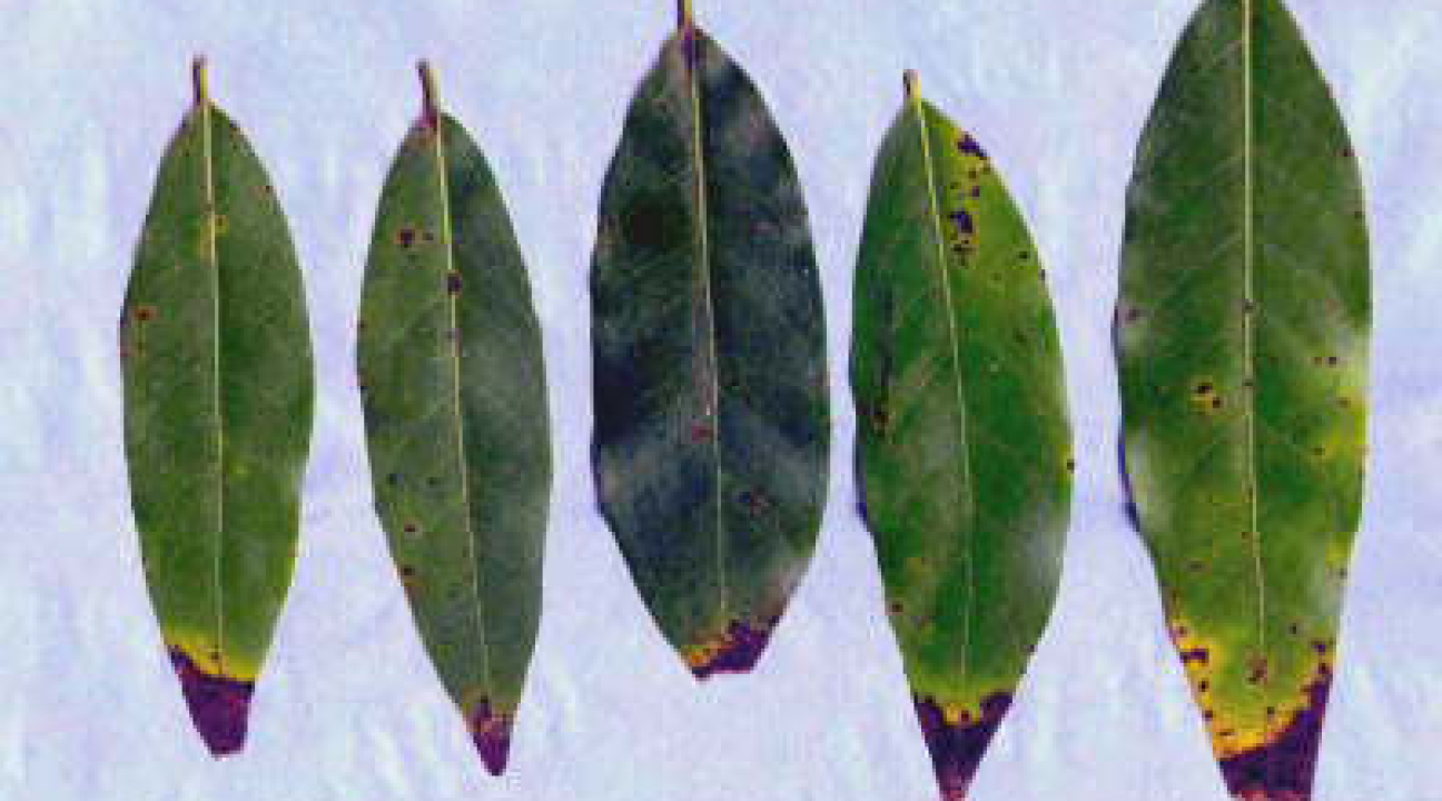 bay leaves with brown tips