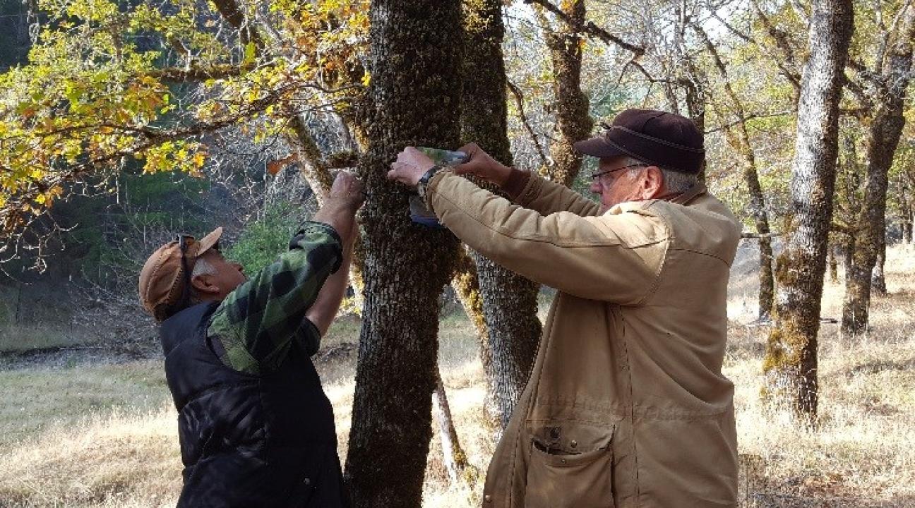 two people reaching up into tree to install a small audiomoth circuit board