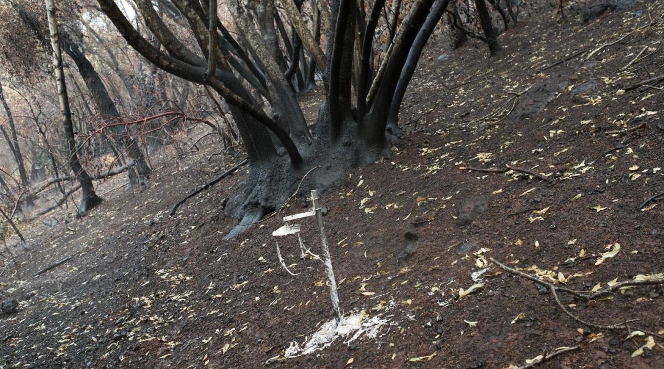 charred soil and shrubs