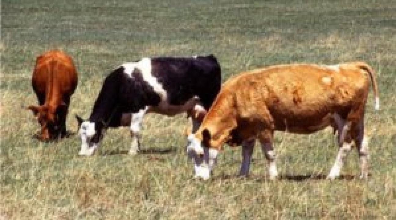 Cows Grazing