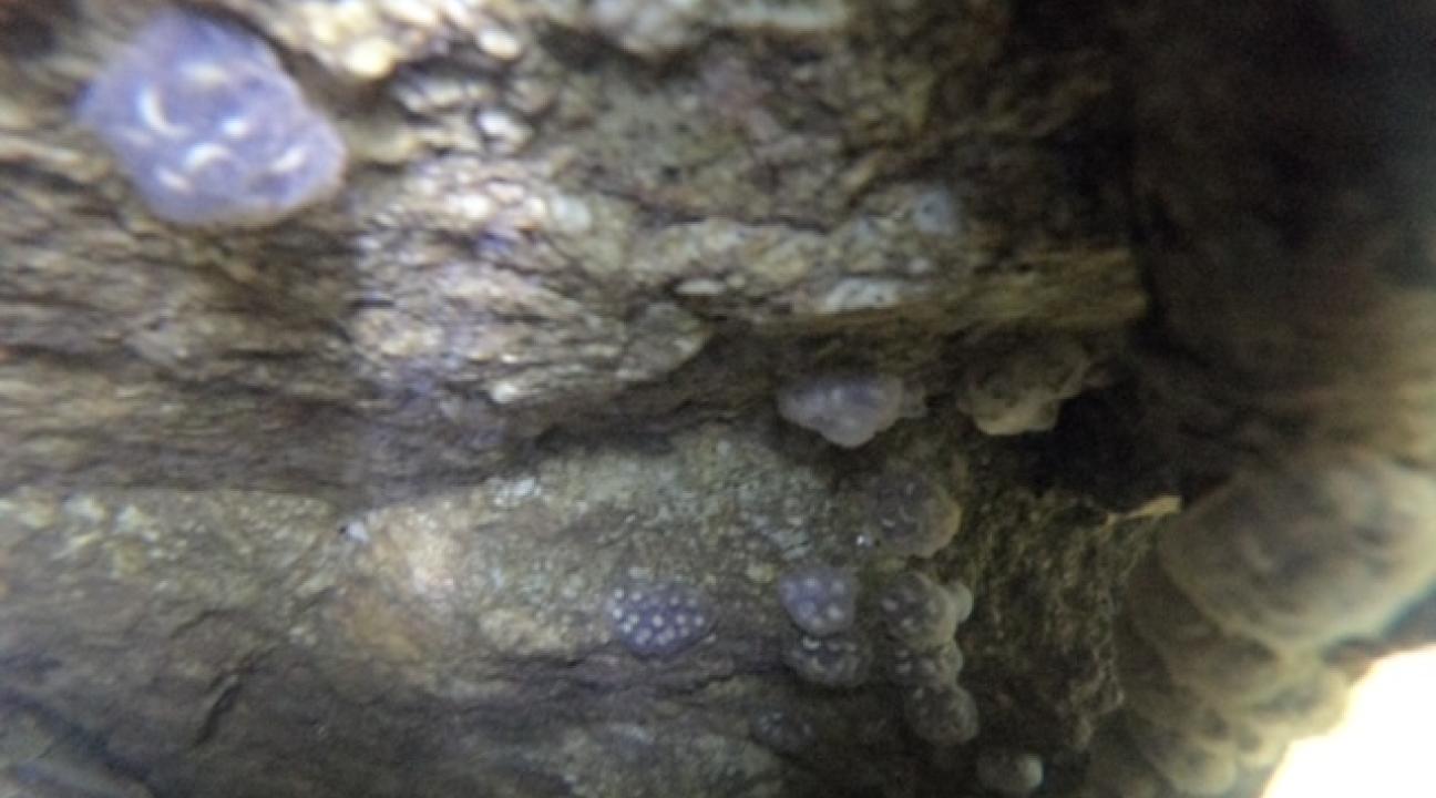 Eggs on Rock in Creek