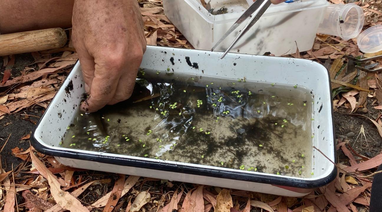 Tray of sample water from Copeland Creek