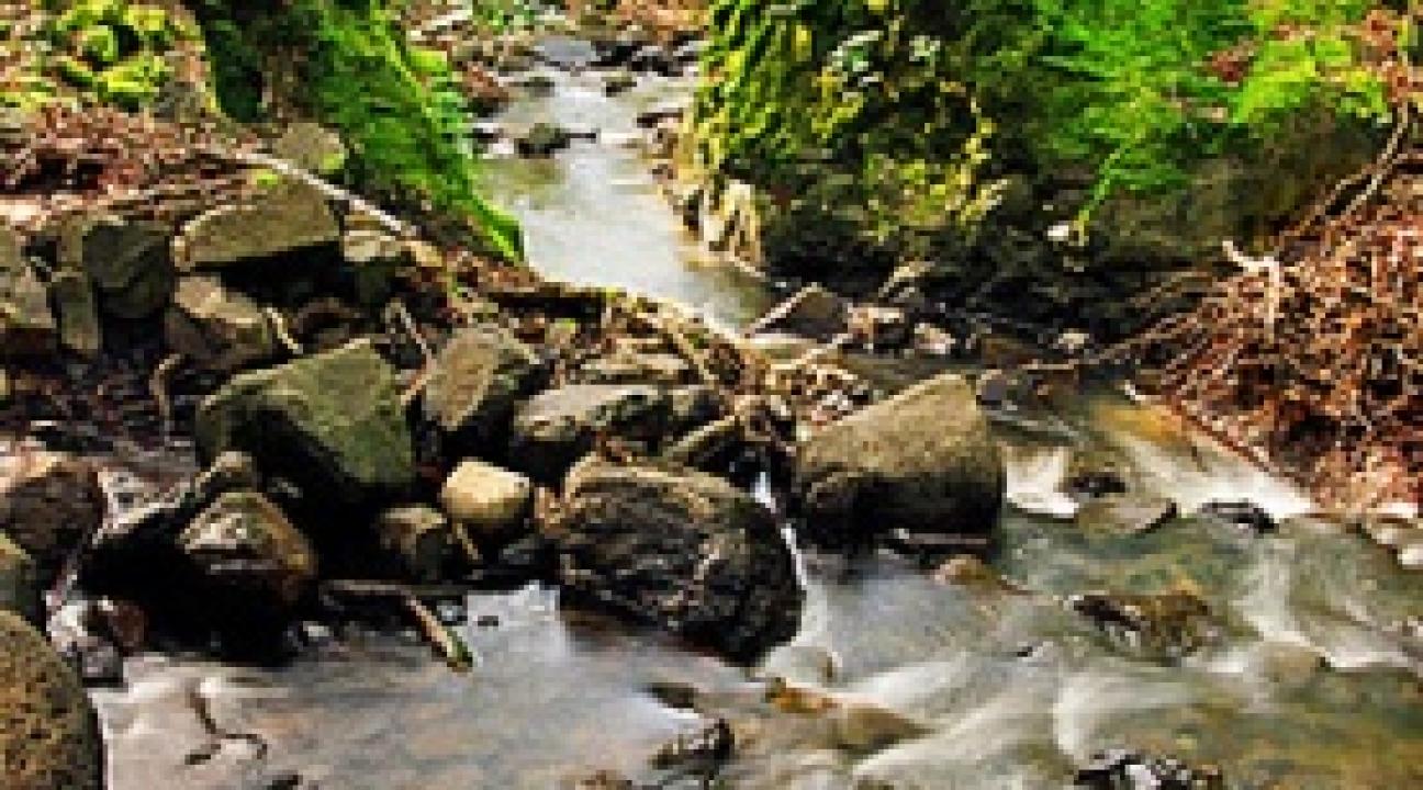 Copeland Creek